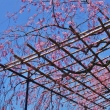 晴天のしだれ桜