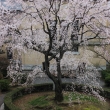 桜色に染まる京都府庁２