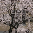 桜色に染まる京都府庁３