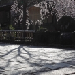 桜が彩る祇園・白川１