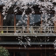 桜が彩る祇園・白川５