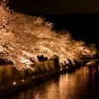 川・夜桜