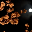 夜桜にお月様