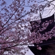桜と、東寺を見上げて