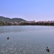 大沢池の桜（１）