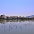 大沢池の桜（４）