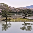 大沢池の桜（５）