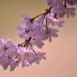 半木の道の枝垂れ桜（２）