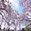 半木の道の枝垂れ桜（４）