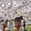 六孫王神社の桜（１）