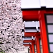 六孫王神社の桜（４）