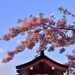 車折神社（６）河津桜