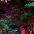 下鴨神社　糺の森ライトアップ