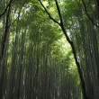 朝、初夏の竹林ー嵐山
