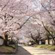 醍醐寺参道の桜