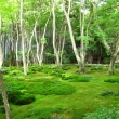 一面の緑に覆われる祇王寺の庭園