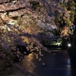 白川の夜桜