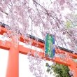 平野神社　枝垂れ桜