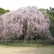 京都御苑　出水の桜