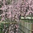 桜と竹垣