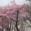 かわいいピンクの桜