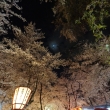 月と桜 平野神社
