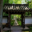 京都地蔵院の新緑