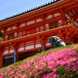 八坂神社　皐月の花咲く祇園