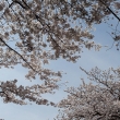 醍醐寺の桜 2014.04 -1