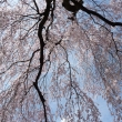 醍醐寺の桜 2014.04 -5