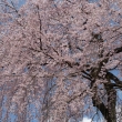 醍醐寺の桜 2014.04 -6