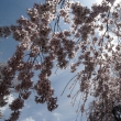 醍醐寺の桜 2014.04 -9