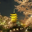 2013東寺のsakura夜間拝観にて