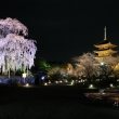 東寺　桜ライトアップ