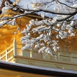 金閣寺の雪桜