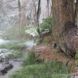雪の糺の森（奈良の小川）