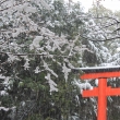 降りしきる雪　下鴨神社にて