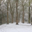 雪におおわれた糺の森（世界遺産）