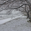 賀茂川に雪が積もる