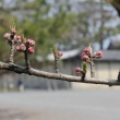 京都御所の桃の花
