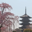 東寺の枝垂桜