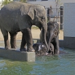 子ゾウの水遊び