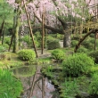 平安神宮　西神苑の枝垂桜