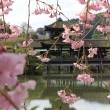 平安神宮　東神苑の栖鳳池に咲く枝垂桜