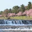 賀茂川の堰に枝垂桜咲く