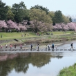 賀茂川の春を楽しむ