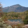 比叡山をバックに桜に包まれた宝ヶ池