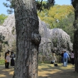 松林の中に咲く枝垂桜