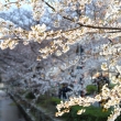 高瀬川に桜咲く