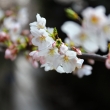 高瀬川に咲く桜
